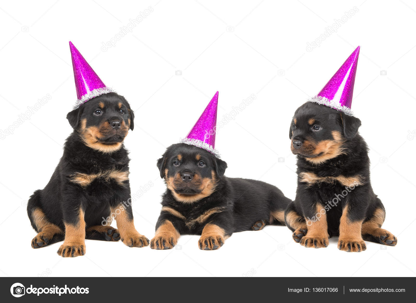 Image Result For Rottweiler Dog Price Image Result For Rottweiler Dog Price