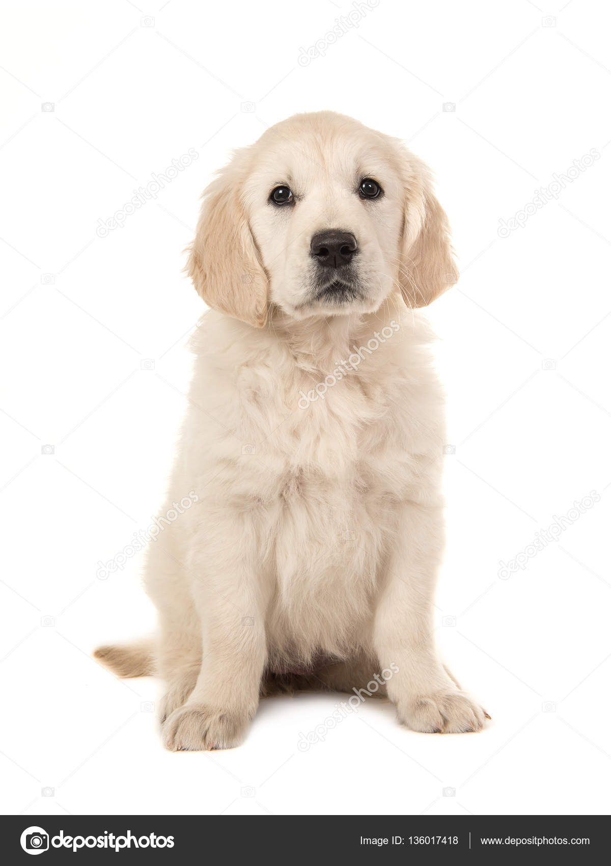 Yavru Beyaz Golden Retriever foto Yavru Beyaz Golden Retriever foto