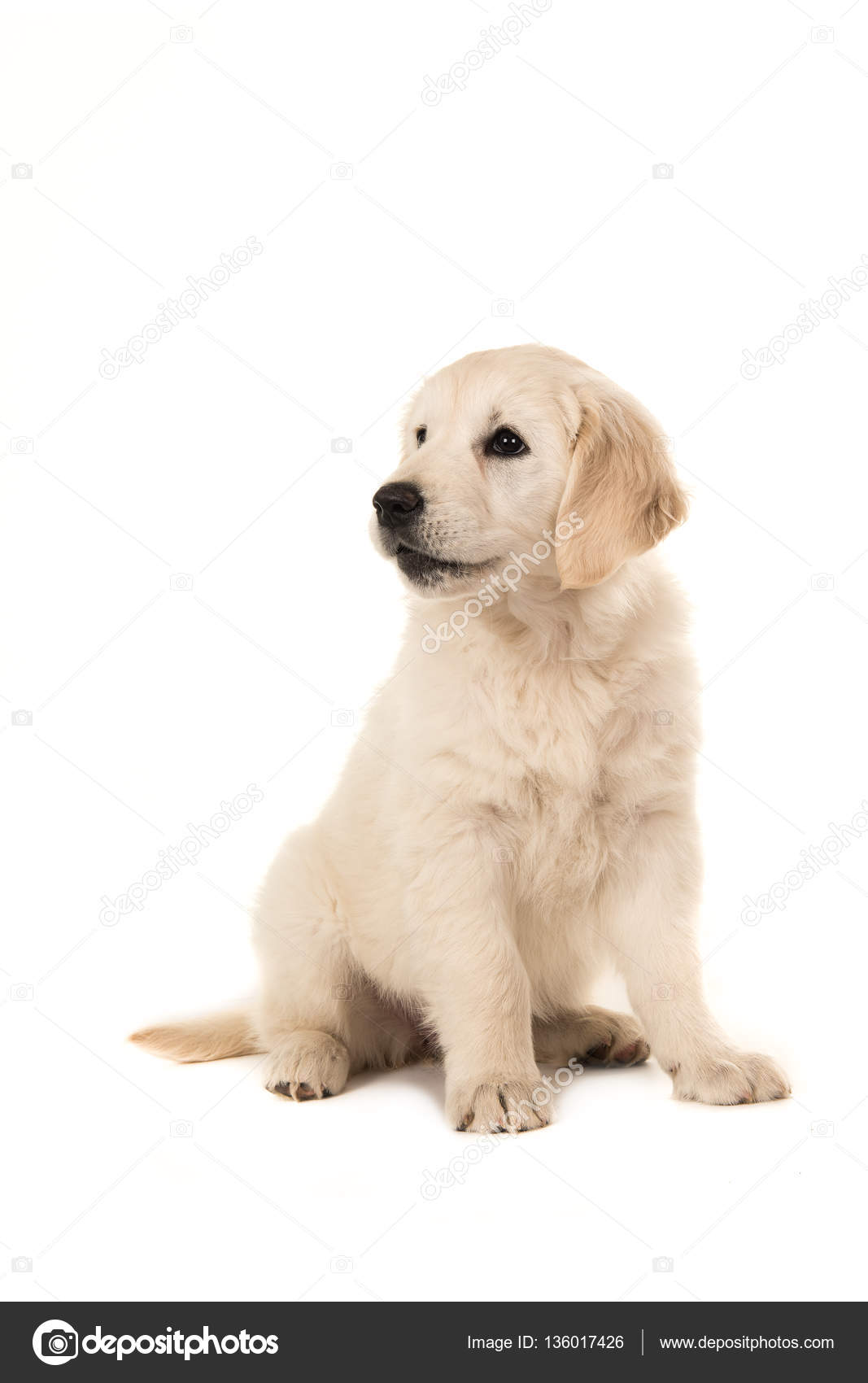 Yavru Beyaz Golden Retriever foto Yavru Beyaz Golden Retriever foto