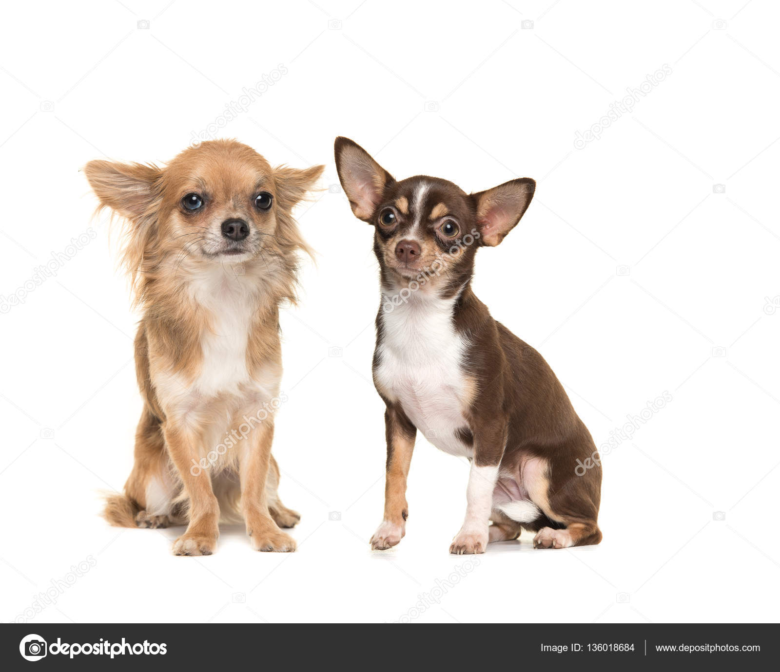 Dos perros chihuahua uno de pelo largo uno de pelo corto — Foto de