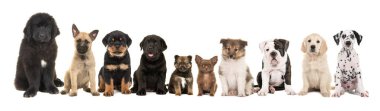 large group of ten different kind of breed puppies  clipart