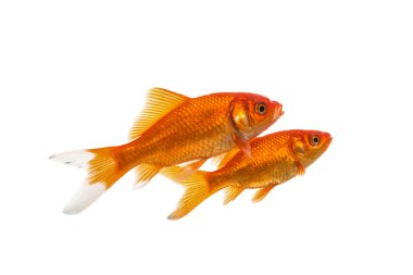 Beyaz bir arka plan üzerinde izole iki yüzme goldfish