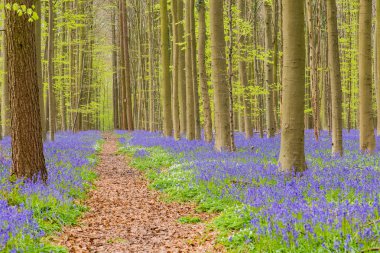 Belçika orman hallerbos İngilizce bluebells ve ağaçları ile bahar