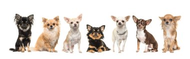 Beyaz bir arka plan üzerinde kamera karşı karşıya yedi chihuahua köpek grubu
