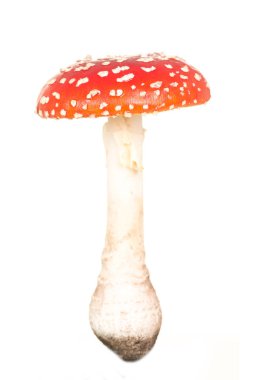 Total view of a red and white fly agaric toadstool  clipart