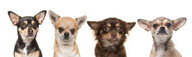 Yan yana dört chihuahua köpek Portreler 