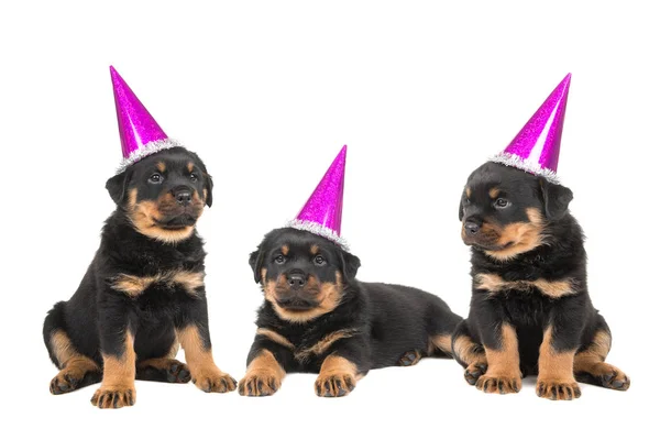 Τρεις κουτάβι rottweiler σκυλιά φορώντας καπέλα ροζ γιορτή — Φωτογραφία Αρχείου
