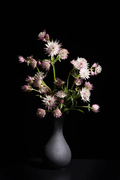 Ainda vida em preto com um buquê de grandes flores masterwort — Fotografia de Stock