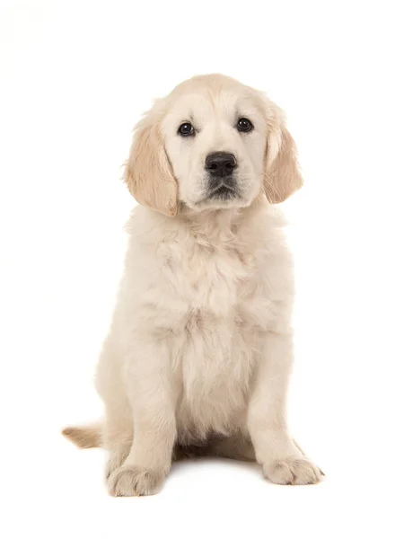 앉아있는 귀여운 금발 골든 리트리버 강아지 — 스톡 사진