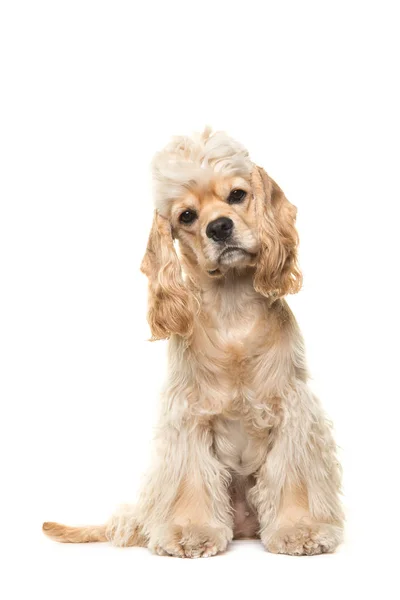 Ładny blond cocker spaniel pies siedzi twarzą do aparatu — Zdjęcie stockowe