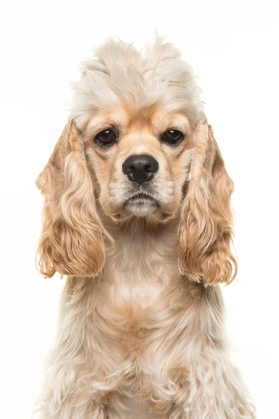 Bonito loiro cocker spaniel cão retrato — Fotografia de Stock