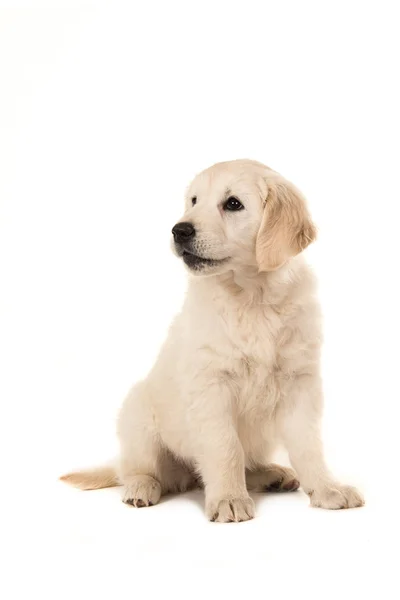 Lindo rubio golden retriever cachorro sentado y mirando a la izquierda — Foto de Stock