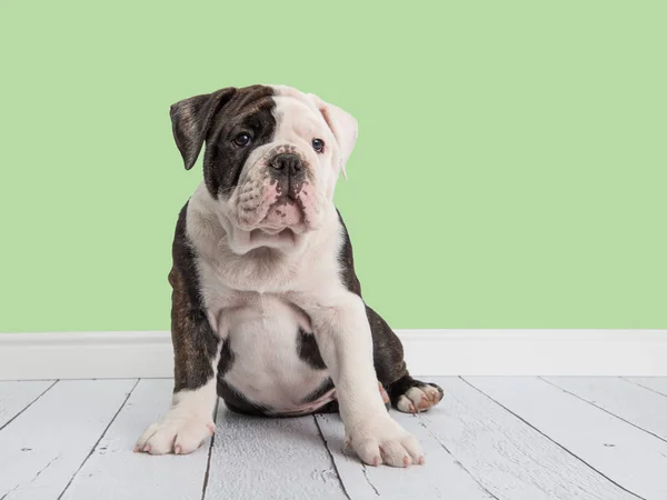 Lindo bulldog inglés sentado en una sala de estar con papel de pared verde menta — Foto de Stock