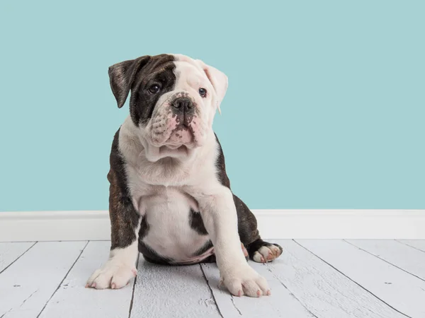 Lindo bulldog inglés sentado en una sala de estar con un fondo de pantalla azul — Foto de Stock