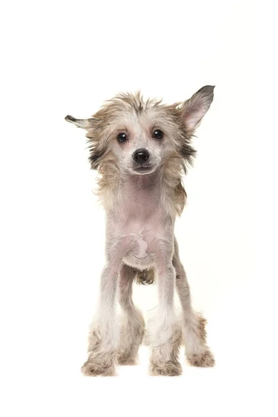 Bonito loiro nu chinês crista cão de pé — Fotografia de Stock