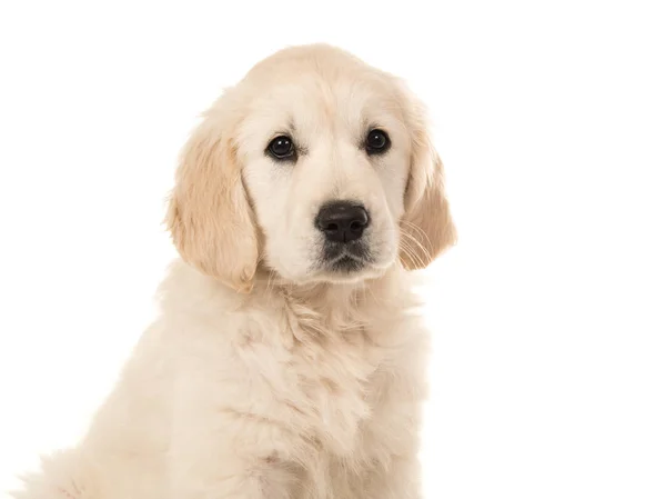 Schattige blonde golden retriever pup portret — Stockfoto