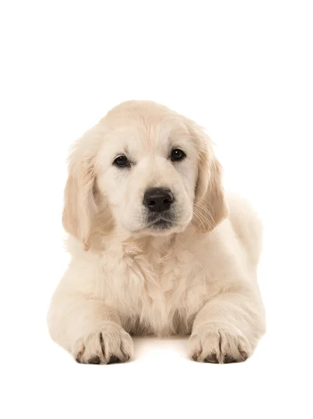 Şirin golden retriever köpek yavrusu kamera karşı karşıya yalan 