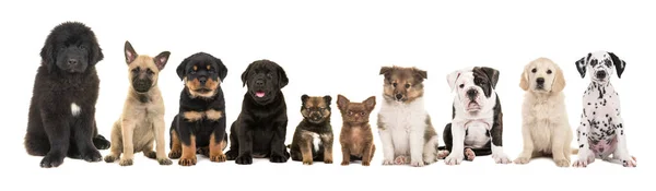 Grand groupe de dix différents types de chiots de race — Photo