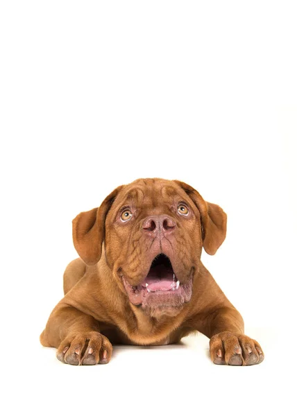 Dogue de bordeaux deitado no chão olhando para cima — Fotografia de Stock