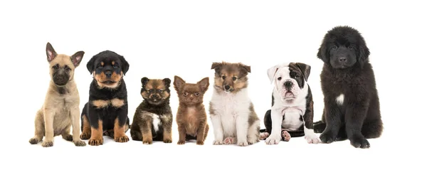 Grupo de cachorros zeven diferentes em um fundo branco — Fotografia de Stock