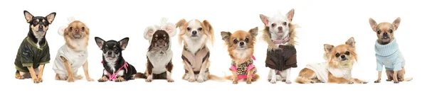 Grupo de nueve perros chihuahua con ropa —  Fotos de Stock