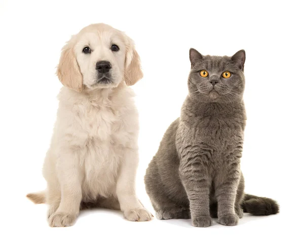 Sarışın golden retriever köpek yavrusu köpek ve gri İngiliz kısa saç kedi