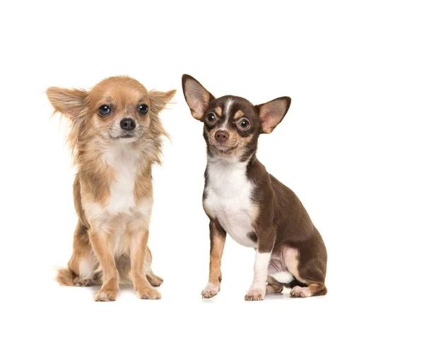 Dvěma čivava psi jeden dlouhosrstý jedno krátké vlasy — Stock fotografie