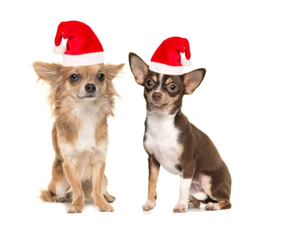 Δύο σκυλιά chihuahua φοράει καπέλο του Αϊ-Βασίλη — Φωτογραφία Αρχείου