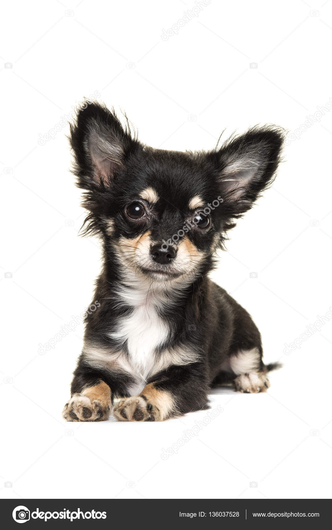 Cutest Long Haired Chihuahua Cute Long Haired Chihuahua