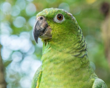 Portrait of a green amazon parrot   clipart