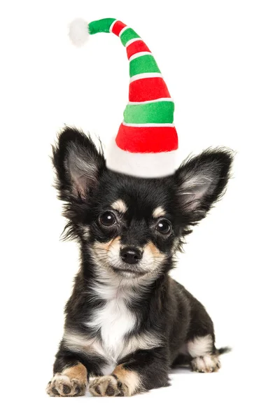 Χαριτωμένο μακρυμάλλη Τσιουάουα κουτάβι σκυλί ξαπλωμένη earing Σάντα elf καπέλο — Φωτογραφία Αρχείου
