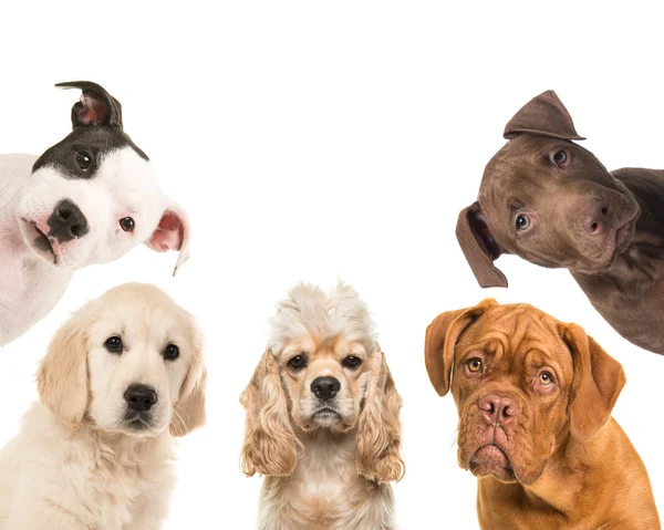 Różne rasy pies portrety stoi aparat w kwadrat — Zdjęcie stockowe