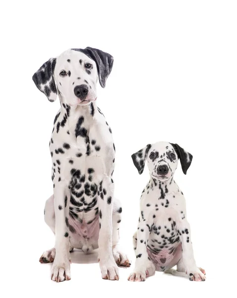 Two cute dalmatian dogs father and son — Stock Photo, Image