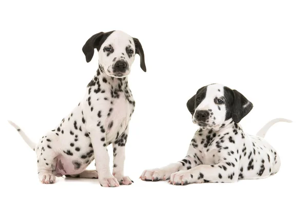 Dos lindos cachorros dálmatas sentados y acostados — Foto de Stock