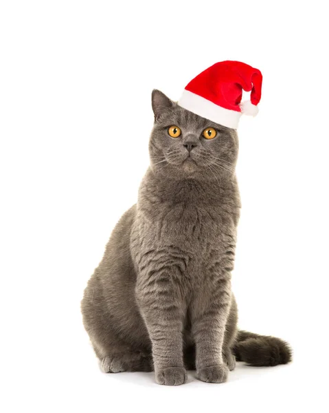 Piuttosto blu grigio britannico gatto pelo corto con occhi dorati indossando cappello di Babbo Natale — Foto Stock