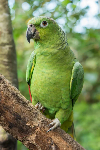 Зеленый попугай амазонки сидит на ветке с лесным фоном — стоковое фото