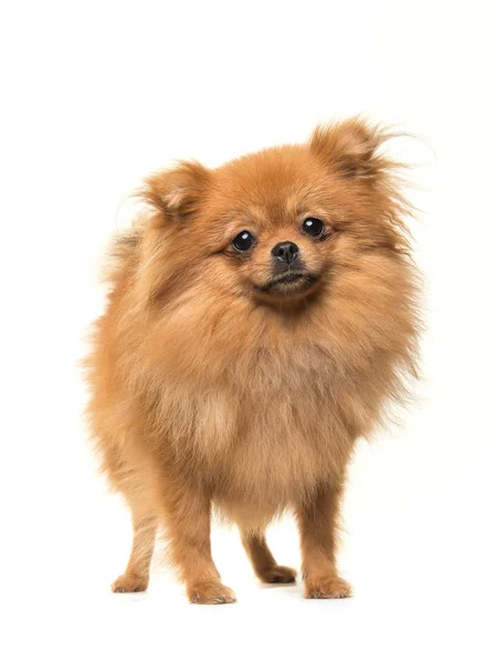 Pomeranian mini spitz cão de pé de frente para a câmera — Fotografia de Stock