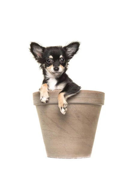 Leuke zwart / wit chihuahua pup in een bruin bloempot — Stockfoto