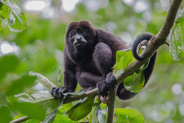 Mono aullador macho descansando en los árboles — Foto de Stock