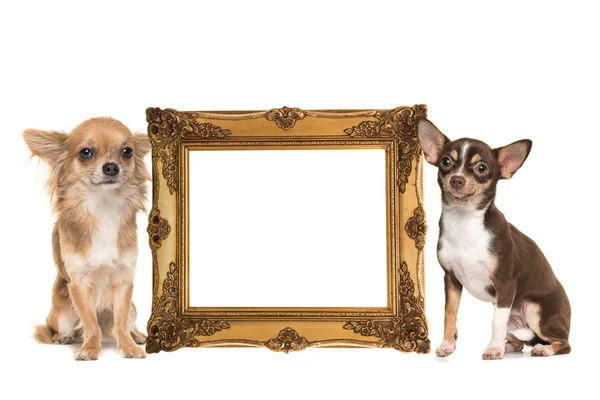 Quadro vitoriano dourado com cães chihuahua ao lado dele Imagem De Stock