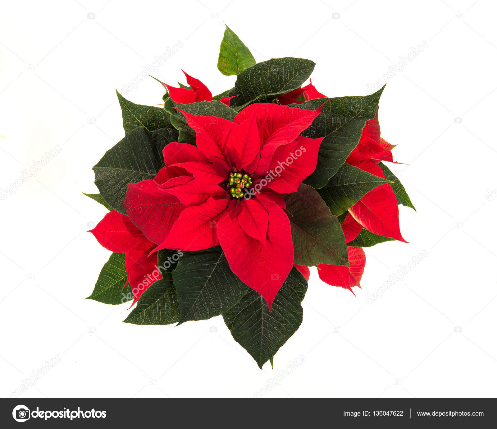 Tattoovorlagen Blumen Und Sterne 5100 tattoovorlagen blumen und sterne tattoovorlagen blumen Tattoovorlagen Blumen Und Sterne 5100 tattoovorlagen blumen und sterne tattoovorlagen blumen