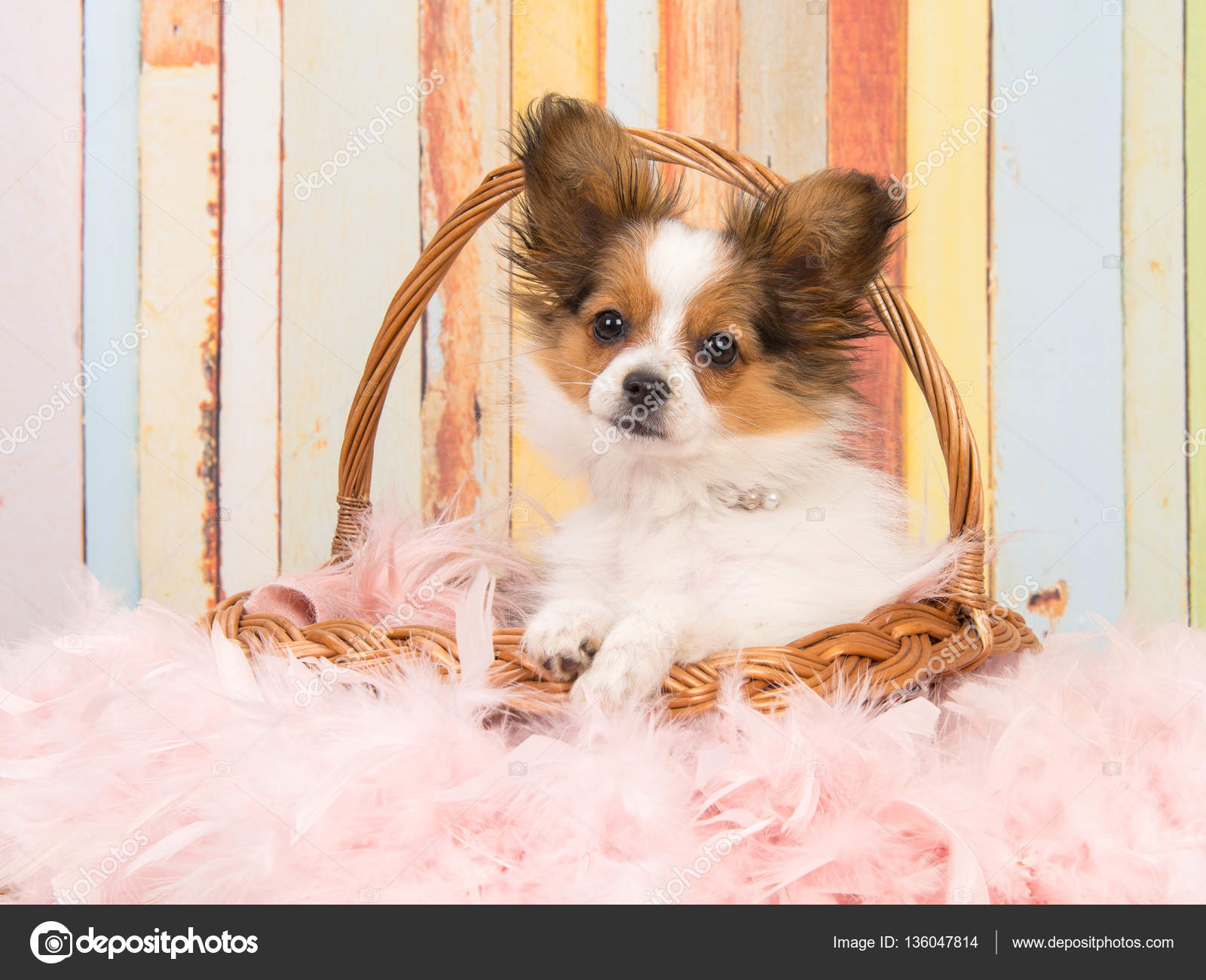 cute papillon puppies