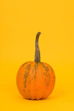 Tek dekorasyon turuncu sarı bir arka plan üzerinde kabak