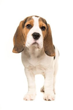 Şirin ayakta beagle köpek yavrusu 
