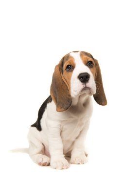 Öne eğilerek şirin beagle köpek yavrusu köpek oturma