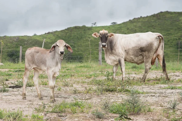 Vacas hembras y jóvenes sudamericanas en el campo — Foto de Stock