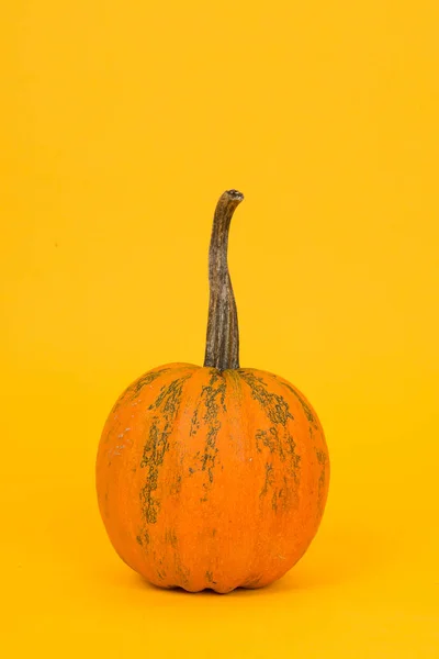Decoración única calabaza naranja sobre un fondo amarillo —  Fotos de Stock