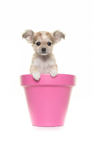 Roztomilý čivava štěně v hrnci růžový květ — Stock fotografie