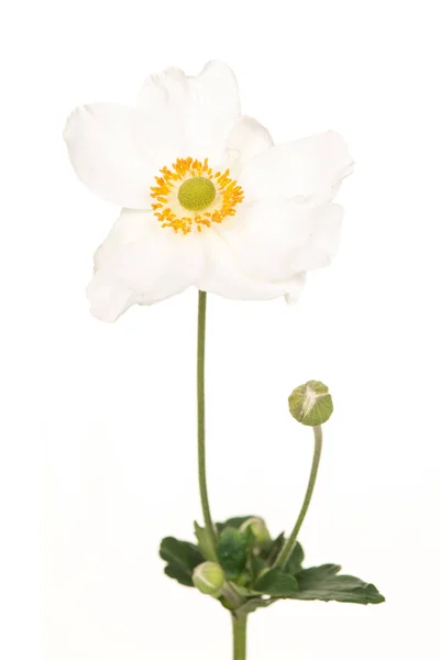 Blooming λευκή Μεξικού aster απομονωθεί σε λευκό φόντο — Φωτογραφία Αρχείου
