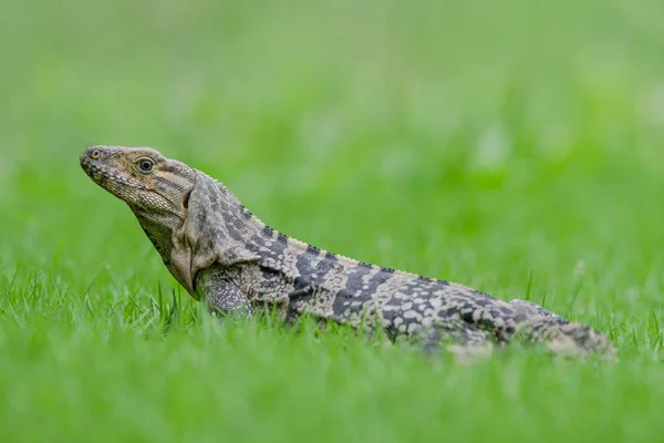 Siyah iguana çim çevrili taraftan görüldü — Stok fotoğraf